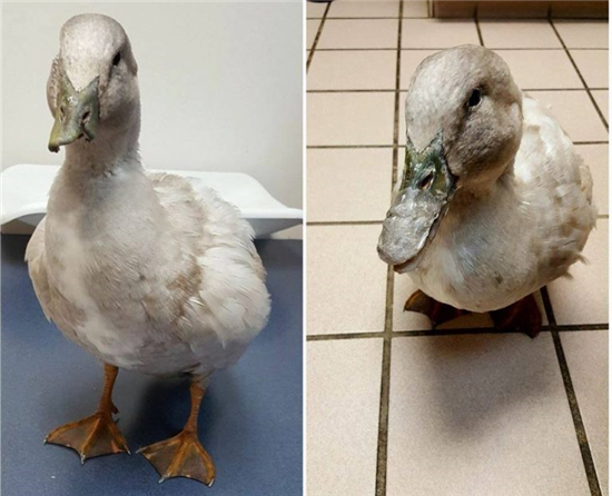 医疗团队用3D打印技术为鸭子制作3D打印喙 曾被猪拱伤