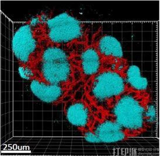 研究人员开发新的更准确的显示肿瘤细胞的3D成像技术Ce3D 研究人员开发新的更准确的显示肿瘤细胞的3D成像技术Ce3D