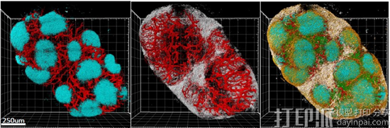研究人员开发新的更准确的显示肿瘤细胞的3D成像技术Ce3D 研究人员开发新的更准确的显示肿瘤细胞的3D成像技术Ce3D