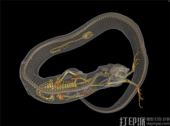 美国高校将联合3D扫描所有的脊椎动物 获得250万美元的资助