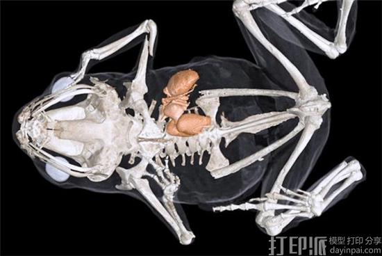 美国高校将联合3D扫描所有的脊椎动物 获得250万美元的资助