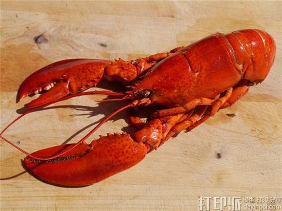 受龙虾壳启发 研究人员开发出防止运动受伤的3D打印盔甲 受龙虾壳启发 研究人员开发出防止运动受伤的3D打印盔甲