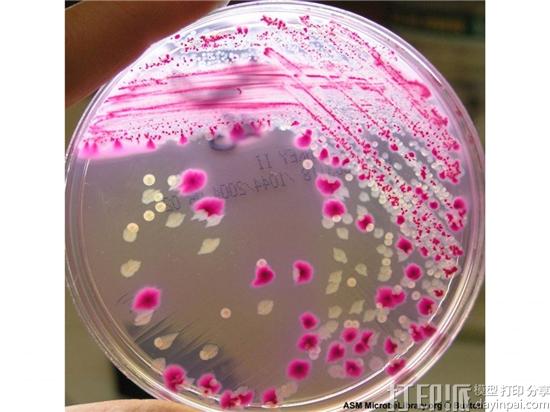 全球七个机构的科学家团队研发出3D打印带血管的肝脏芯片 全球七个机构的科学家团队研发出3D打印带血管的肝脏芯片