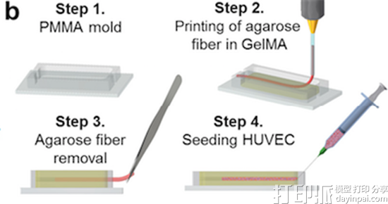 全球七个机构的科学家团队研发出3D打印带血管的肝脏芯片 全球七个机构的科学家团队研发出3D打印带血管的肝脏芯片