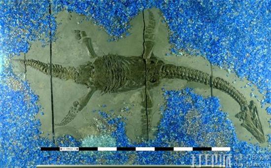 科学家利用3D打印研究出蛇颈龙如何在水中游动的秘密