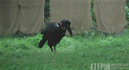 动物园用3D打印修复地犀鸟受损的鸟喙 使其恢复进食能力
