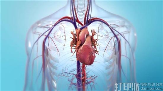 BioLife4D申请募集5000万美元资金 用于将3D打印心脏商业化 BioLife4D申请募集5000万美元资金 用于将3D打印心脏商业化