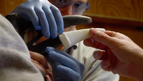 动物园用3D打印修复地犀鸟受损的鸟喙 使其恢复进食能力