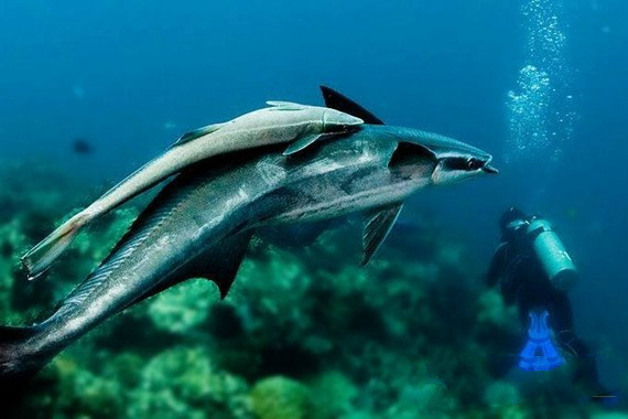 历经四年，北航教授3D打印仿生䲟鱼软体吸盘机器人