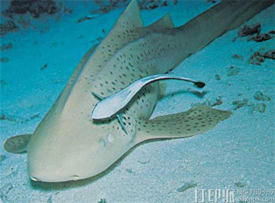 以鮣鱼为灵感 研发团队制造可吸附于大型海洋生物的3D打印机器人