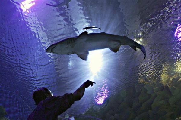 以鮣鱼为灵感 研发团队制造可吸附于大型海洋生物的3D打印机器人