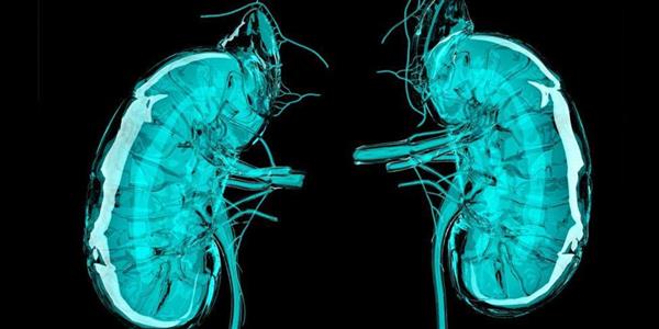 澳洲默多克儿童研究所安装本国首台生物3D打印机 以研究肾脏疾病