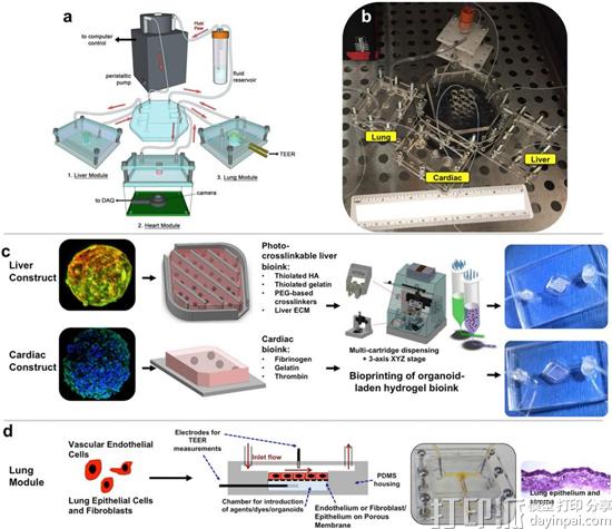 美国科学家研发出3D打印多器官微流控芯片 可用于药物测试
