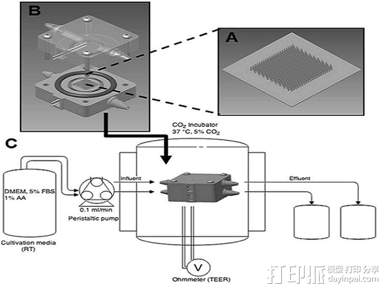 科学家利用3D打印制作蠕动流体流的小肠模型以研究肠道生物学