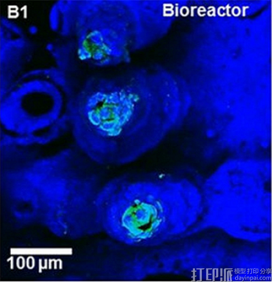 科学家利用3D打印制作蠕动流体流的小肠模型以研究肠道生物学