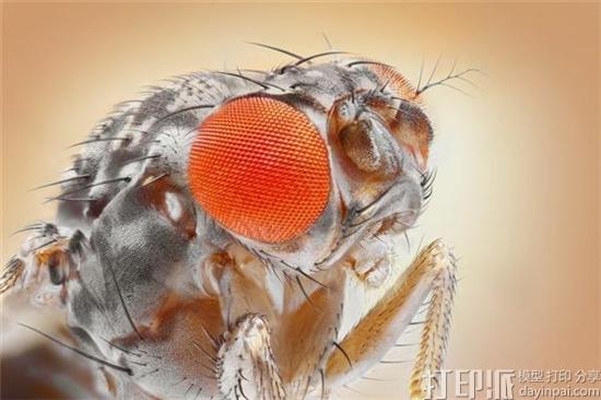 研究人员研发出3D打印的光学仪器 用于对生物行为进行研究