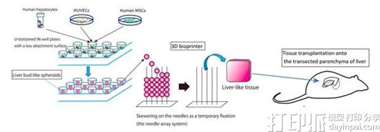 科学家开发出3D打印肝组织的新方法 并成功将其植入小鼠体内 科学家开发出3D打印肝组织的新方法 并成功将其植入小鼠体内