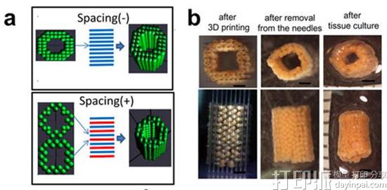科学家开发出3D打印肝组织的新方法 并成功将其植入小鼠体内 科学家开发出3D打印肝组织的新方法 并成功将其植入小鼠体内