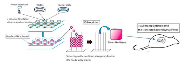 科学家开发出3D打印肝组织的新方法 并成功将其植入小鼠体内
