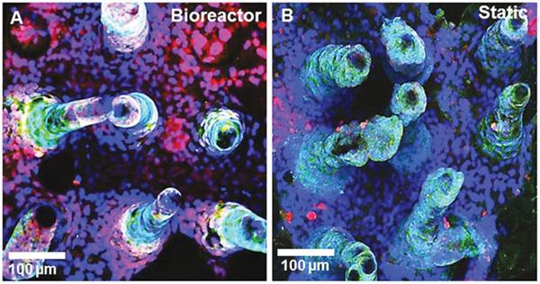 生物学家3D打印微型人造小肠 以帮助科学家更好的了解肠道细菌