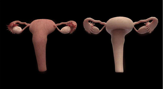 中科院深圳院3D打印人工生物卵巢将亮相5号馆