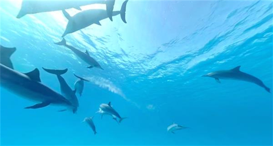 荷兰公益组织开发出防水3D打印VR眼镜 让残疾人可与海豚“游泳”