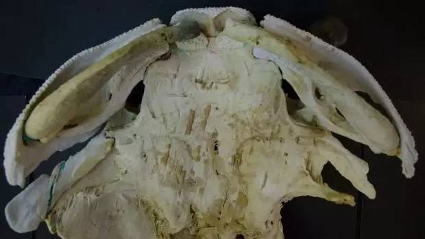 中国古生物学科学家3D打印揭秘史前古鱼