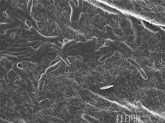科学家研发出3D打印细菌墨水Flink 能帮助治疗皮肤烧伤 科学家研发出3D打印细菌墨水Flink 能帮助治疗皮肤烧伤
