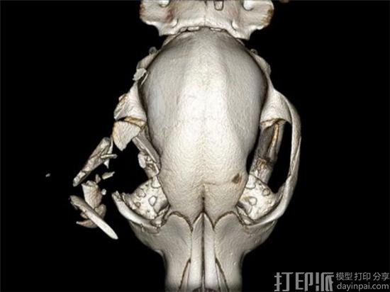 美国兽医医院为面部严重受伤的小狗制作3D打印面具 帮其恢复健康