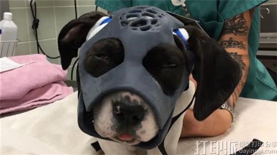 美国兽医医院为面部严重受伤的小狗制作3D打印面具 帮其恢复健康