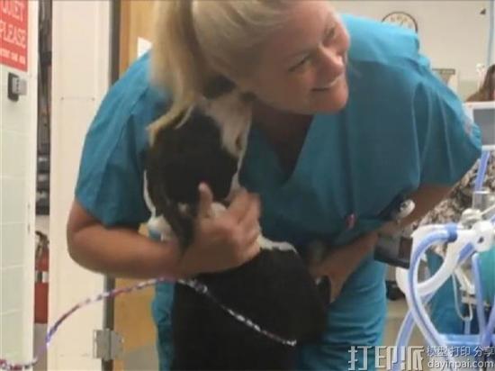 美国兽医医院为面部严重受伤的小狗制作3D打印面具 帮其恢复健康