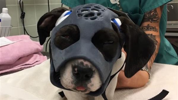 美国兽医医院为面部严重受伤的小狗制作3D打印面具 帮其恢复健康