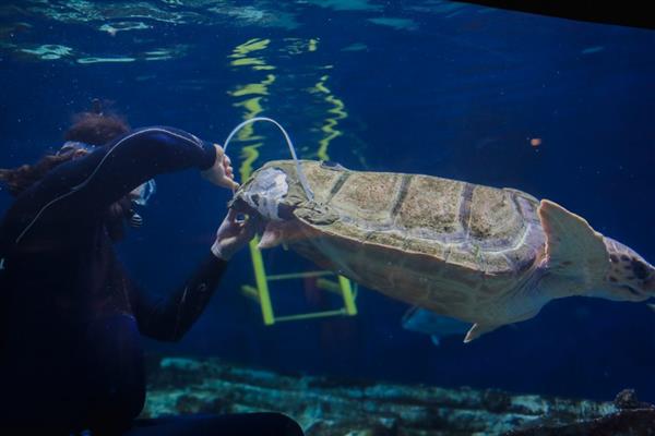 科学家为桦木水族馆受伤的海龟制作3D打印龟壳
