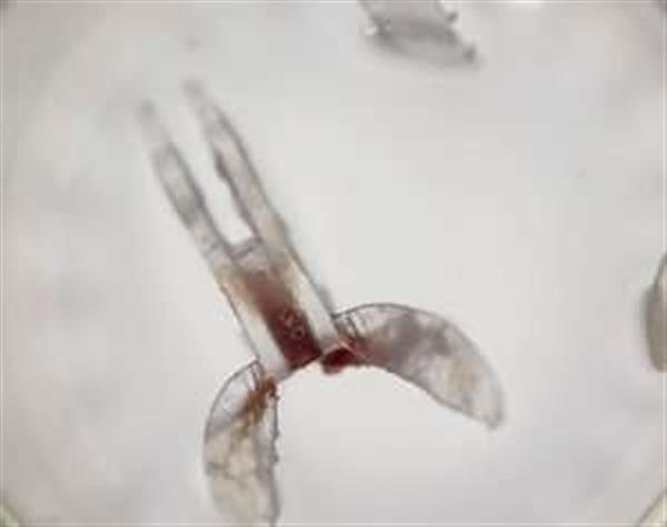 凯斯西储大学研究员开发出可以游泳的3D打印生物混合机器人