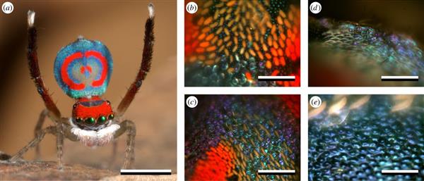 澳洲研究人员使用纳米3D打印研究孔雀蜘蛛如何产生多色虹彩显示
