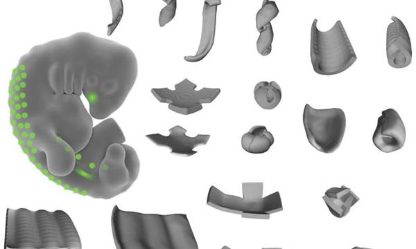 生物工程师使细胞从活体组织中折叠出3D打印的形状