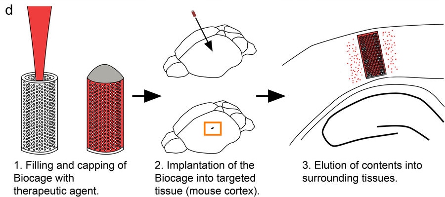 仅长0.9毫米的3D打印胶囊,，可精准递送药物