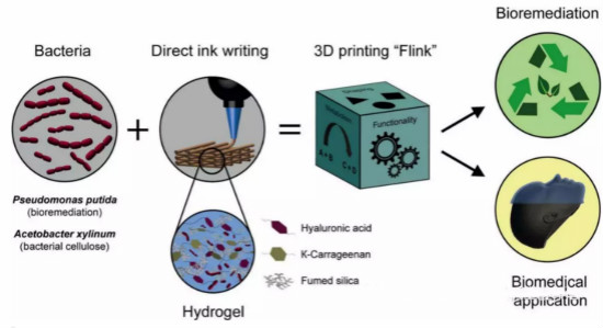 苏黎世联邦理工学院研究员开发出含有多种细菌的生物3D打印墨水
