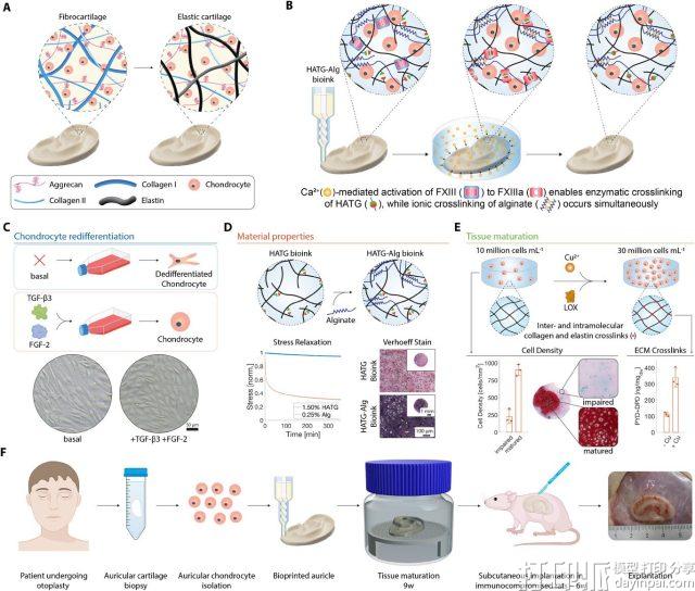 苏黎世联邦理工学院实验室培育出性能接近天然组织的3D打印耳软骨
