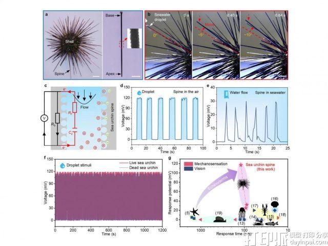 香港城市大学仿海胆刺结构3D打印智能材料，实现水流感应