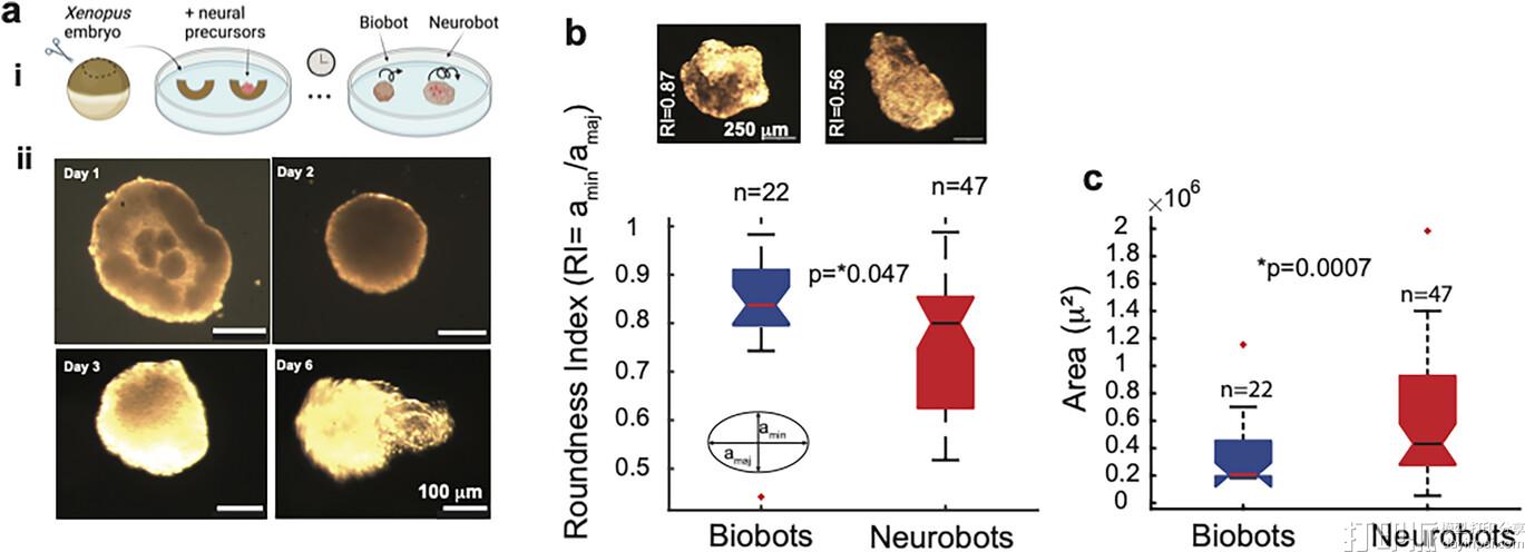 哈佛团队造出神经机器人:活体机器人首次拥有功能性神经系统 哈佛团队造出神经机器人:活体机器人首次拥有功能性神经系统
