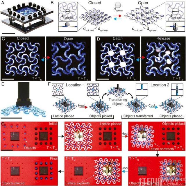 哈佛大学3D打印仿生肌肉纤维：受象鼻章鱼启发，遇热即可弯曲扭转